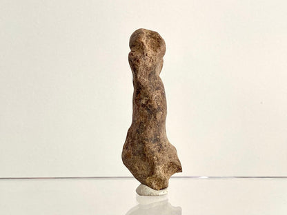 Cave Bear (Ursus spelaeus) Metacarpal Fossil (3.40"), Pleistocene, Romania - FossilsAndMore