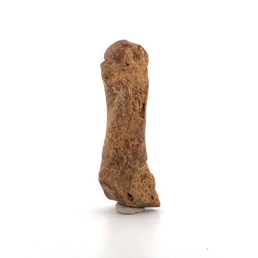 Cave Bear (Ursus spelaeus) Metacarpal Fossil (3.46"), Pleistocene, Romania - FossilsAndMore