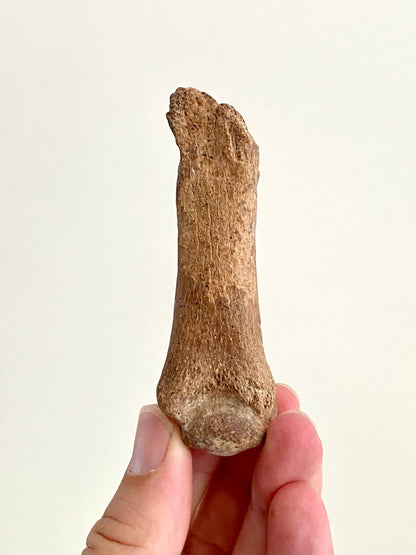 Cave Bear (Ursus spelaeus) Metacarpal Fossil (3.47"), Pleistocene, Romania - FossilsAndMore