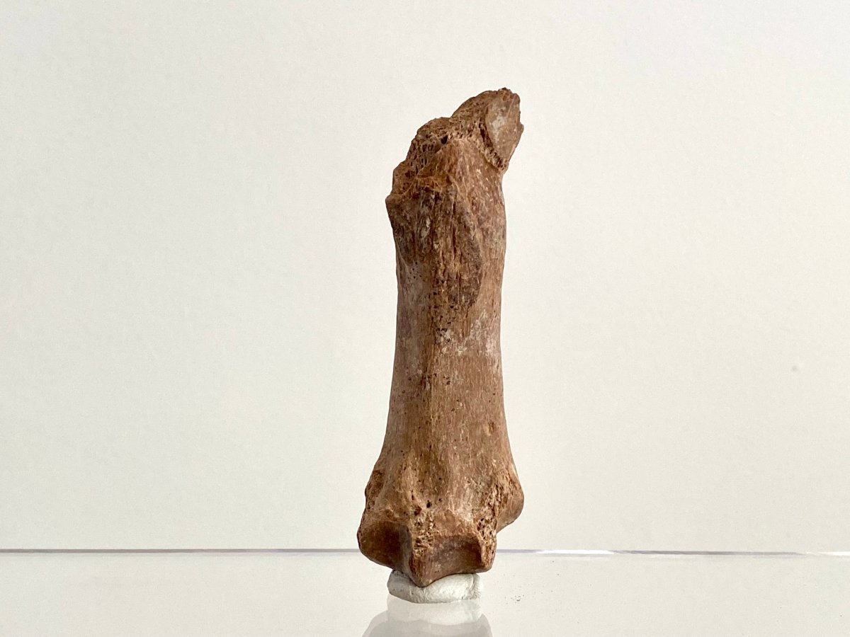 Cave Bear (Ursus spelaeus) Metacarpal Fossil (3.47"), Pleistocene, Romania - FossilsAndMore