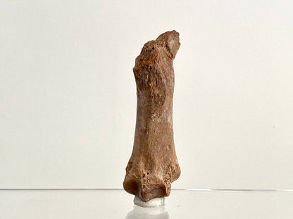 Cave Bear (Ursus spelaeus) Metacarpal Fossil (3.47"), Pleistocene, Romania - FossilsAndMore
