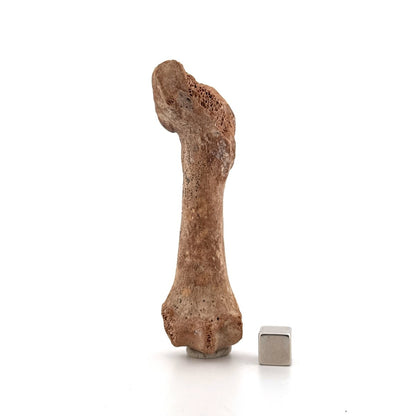 Cave Bear (Ursus spelaeus) Metacarpal Fossil (3.59"), Pleistocene, Romania - FossilsAndMore