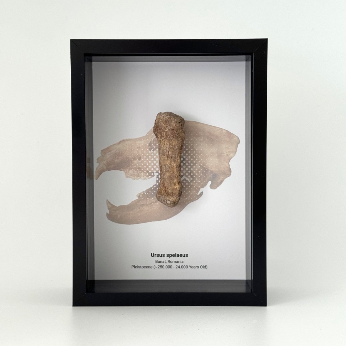 Cave Bear, Ursus spelaeus, Metacarpal Fossil in Large Deep Box Frame - FossilsAndMore
