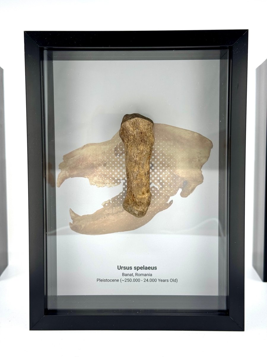 Cave Bear, Ursus spelaeus, Metacarpal Fossil in Large Deep Box Frame - FossilsAndMore
