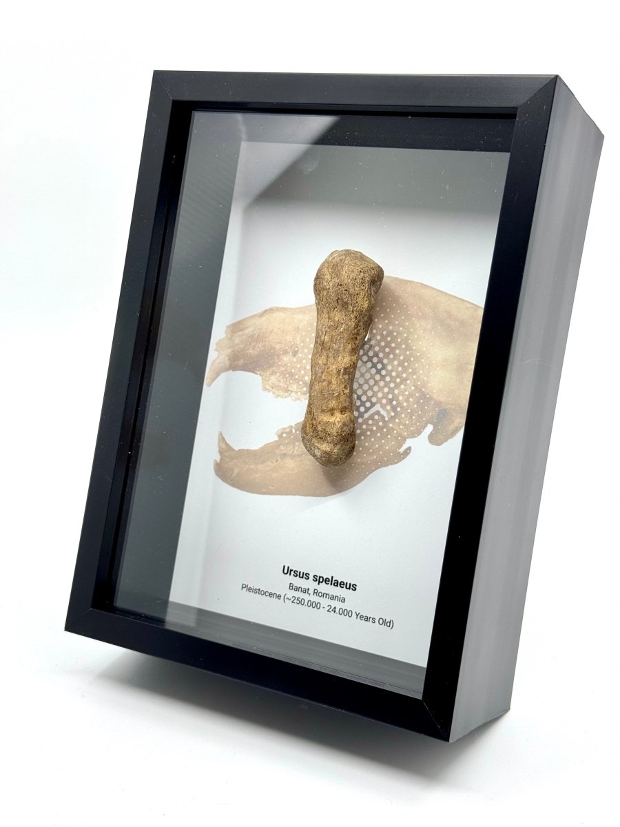 Cave Bear, Ursus spelaeus, Metacarpal Fossil in Large Deep Box Frame - FossilsAndMore