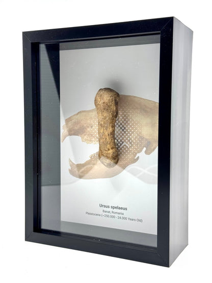 Cave Bear, Ursus spelaeus, Metacarpal Fossil in Large Deep Box Frame - FossilsAndMore