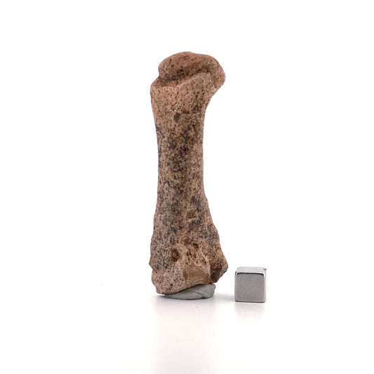 Cave Bear (Ursus spelaeus) Metacarpal from Pleistocene, Romania | 3.17" - FossilsAndMore