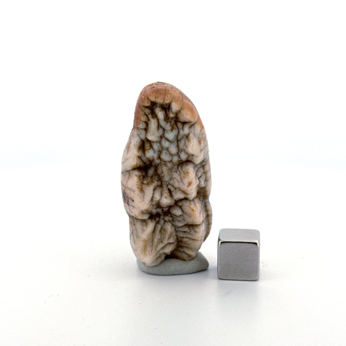 Cave Bear (Ursus spelaeus) molar crown from pleistocene, Rumania (1.75") - FossilsAndMore