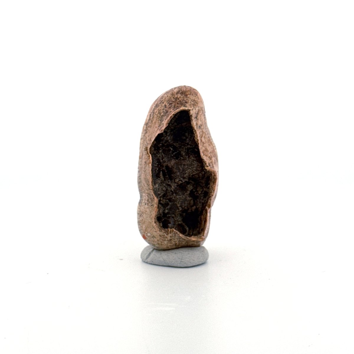 Cave Bear (Ursus spelaeus) molar crown from pleistocene, Rumania (1.75") - FossilsAndMore