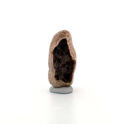 Cave Bear (Ursus spelaeus) molar crown from pleistocene, Rumania (1.75") - FossilsAndMore