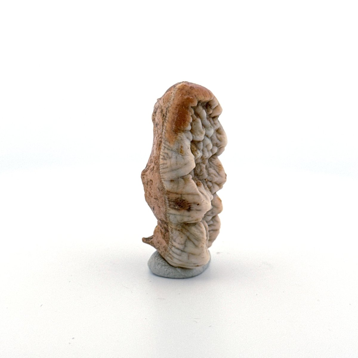 Cave Bear (Ursus spelaeus) molar crown from pleistocene, Rumania (1.75") - FossilsAndMore