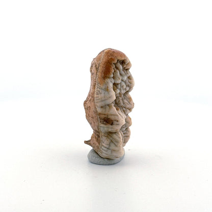 Cave Bear (Ursus spelaeus) molar crown from pleistocene, Rumania (1.75") - FossilsAndMore
