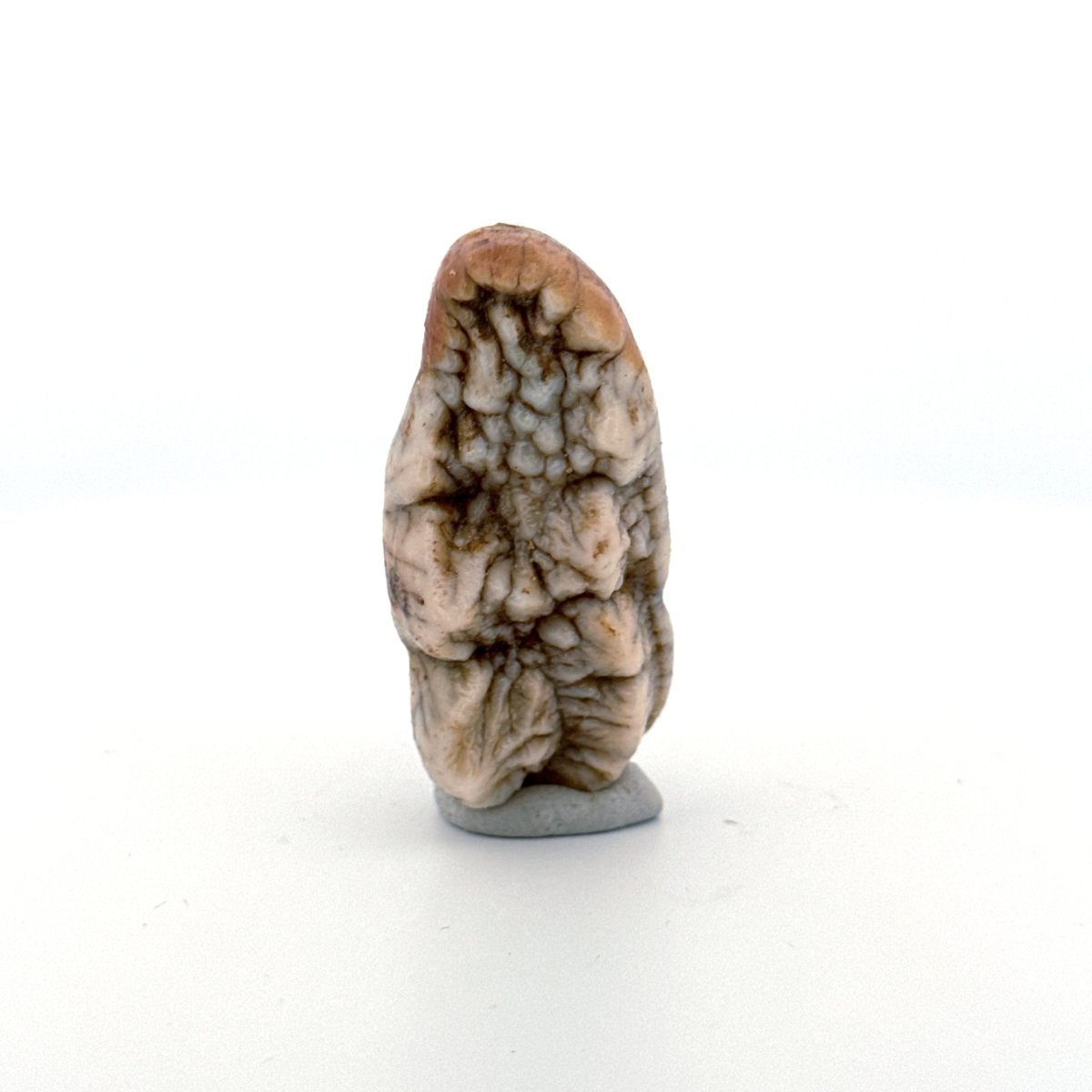 Cave Bear (Ursus spelaeus) molar crown from pleistocene, Rumania (1.75") - FossilsAndMore