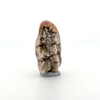 Cave Bear (Ursus spelaeus) molar crown from pleistocene, Rumania (1.75") - FossilsAndMore