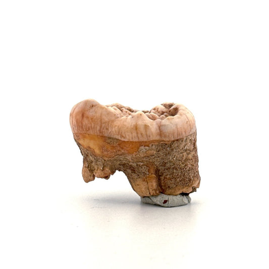 Cave Bear (Ursus spelaeus) molar from pleistocene, Rumania | 1.17" - FossilsAndMore