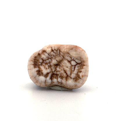 Cave Bear (Ursus spelaeus) molar from pleistocene, Rumania | 1.17" - FossilsAndMore