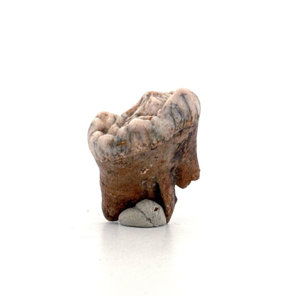 Cave Bear (Ursus spelaeus) molar from pleistocene, Rumania | 1.20" - FossilsAndMore