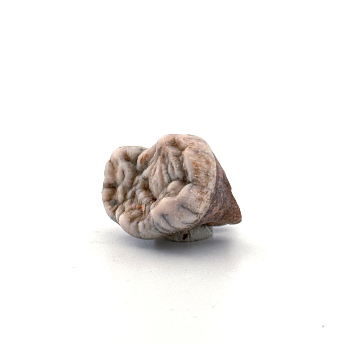 Cave Bear (Ursus spelaeus) molar from pleistocene, Rumania | 1.20" - FossilsAndMore