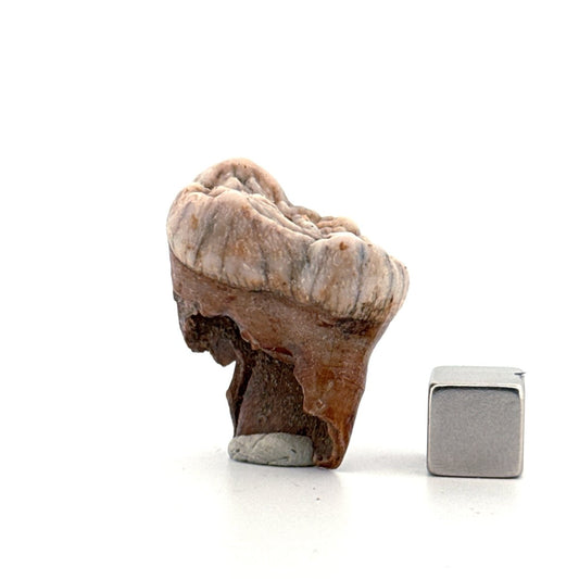 Cave Bear (Ursus spelaeus) molar from pleistocene, Rumania | 1.20" - FossilsAndMore