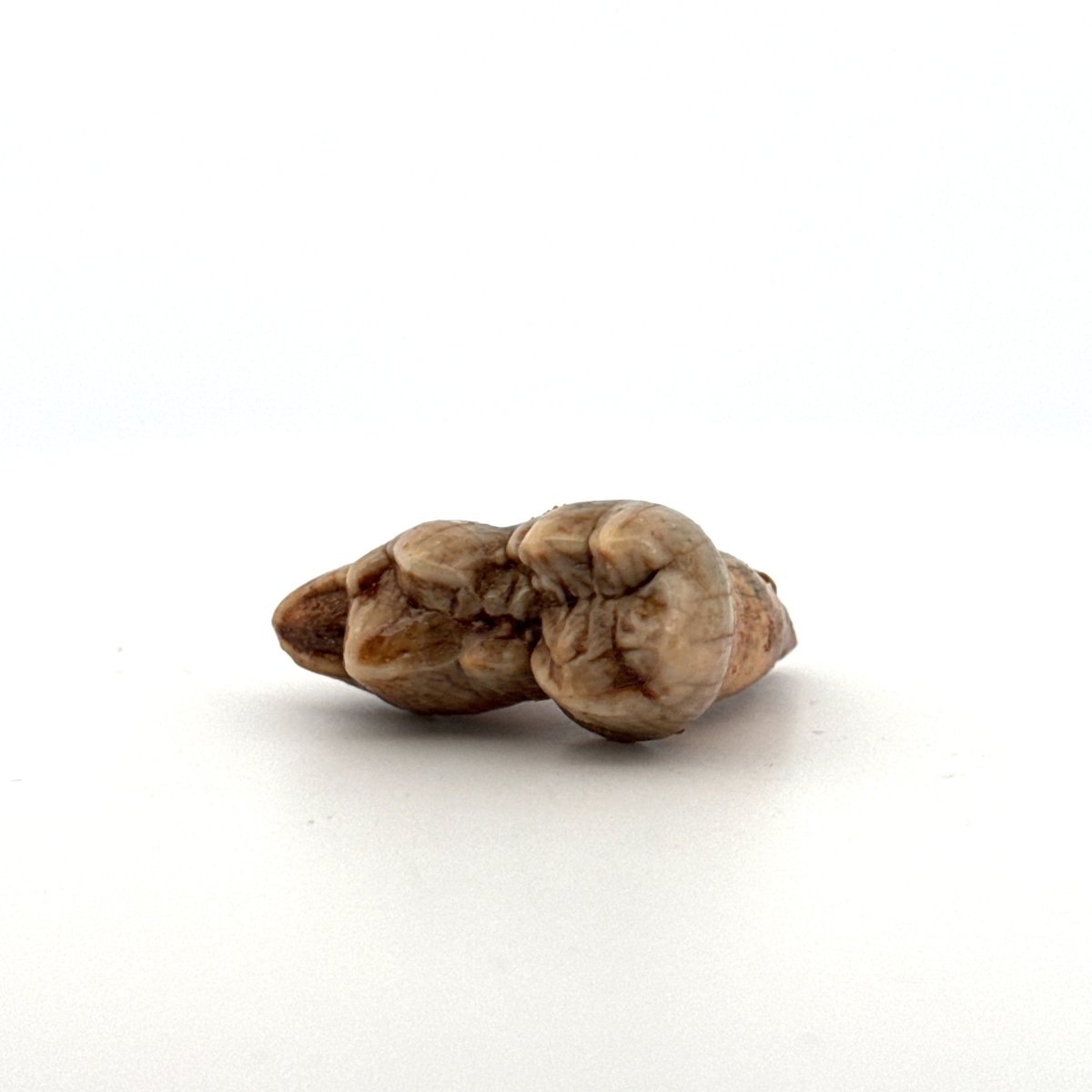 Cave Bear (Ursus spelaeus) molar from pleistocene, Rumania | 1.34" - FossilsAndMore