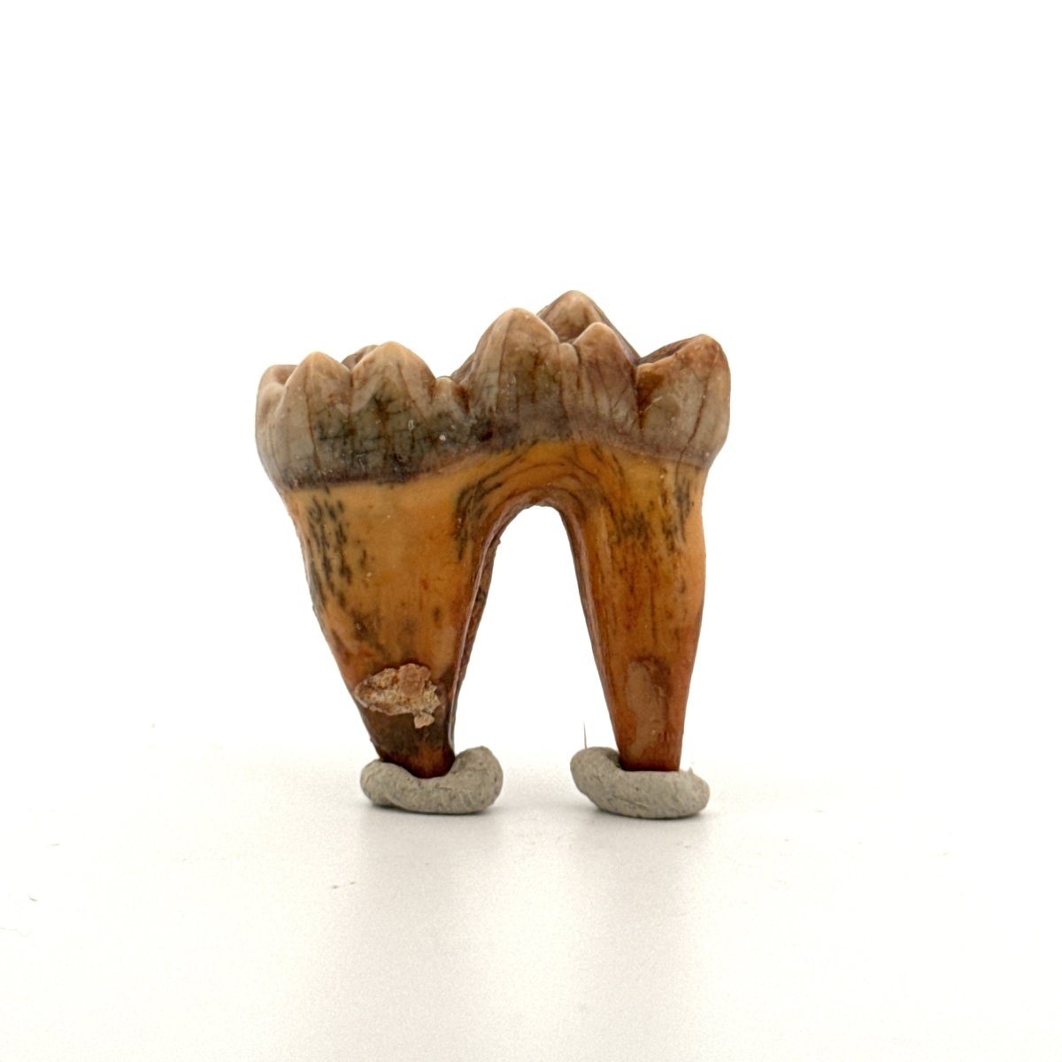 Cave Bear (Ursus spelaeus) molar from pleistocene, Rumania | 1.34" - FossilsAndMore