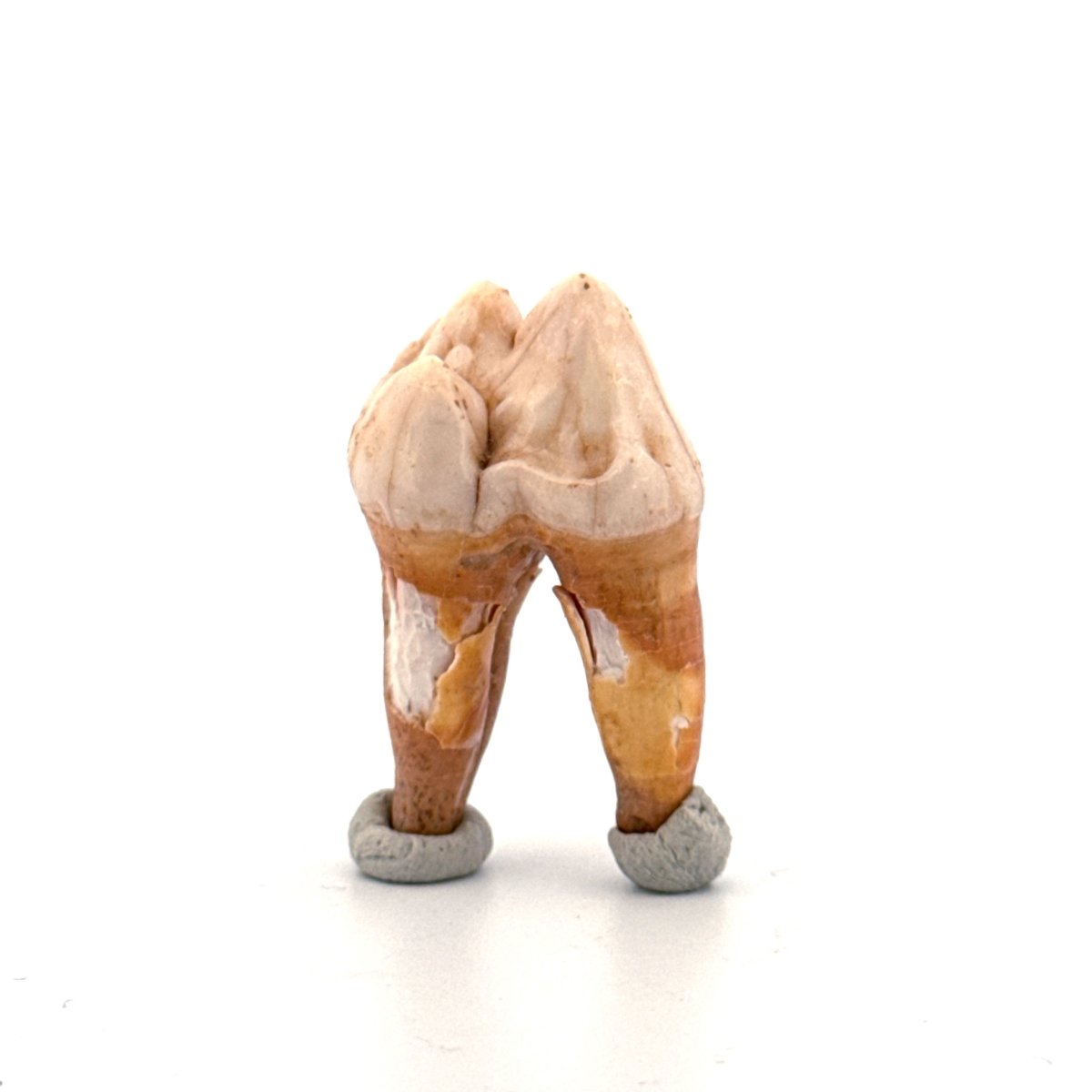 Cave Bear (Ursus spelaeus) molar from pleistocene, Rumania | 1.36" - FossilsAndMore