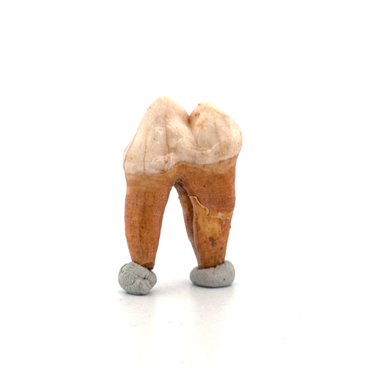 Cave Bear (Ursus spelaeus) molar from pleistocene, Rumania | 1.36" - FossilsAndMore