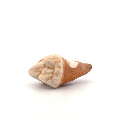 Cave Bear (Ursus spelaeus) molar from pleistocene, Rumania | 1.36" - FossilsAndMore