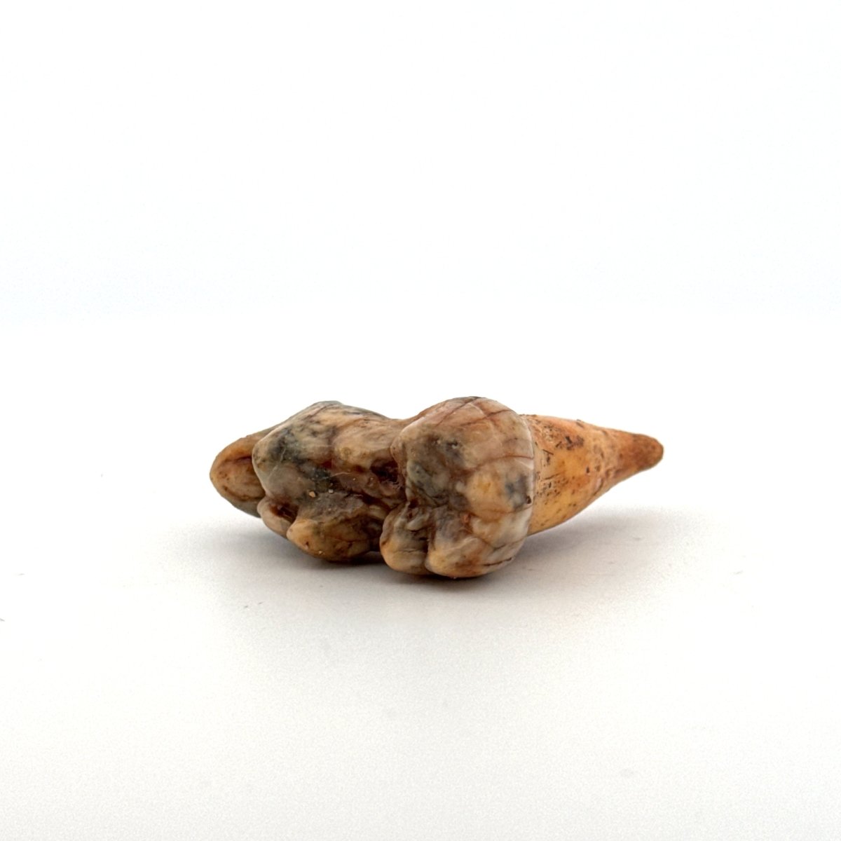 Cave Bear (Ursus spelaeus) molar from pleistocene, Rumania | 1.37" - FossilsAndMore