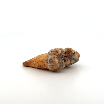 Cave Bear (Ursus spelaeus) molar from pleistocene, Rumania | 1.37" - FossilsAndMore