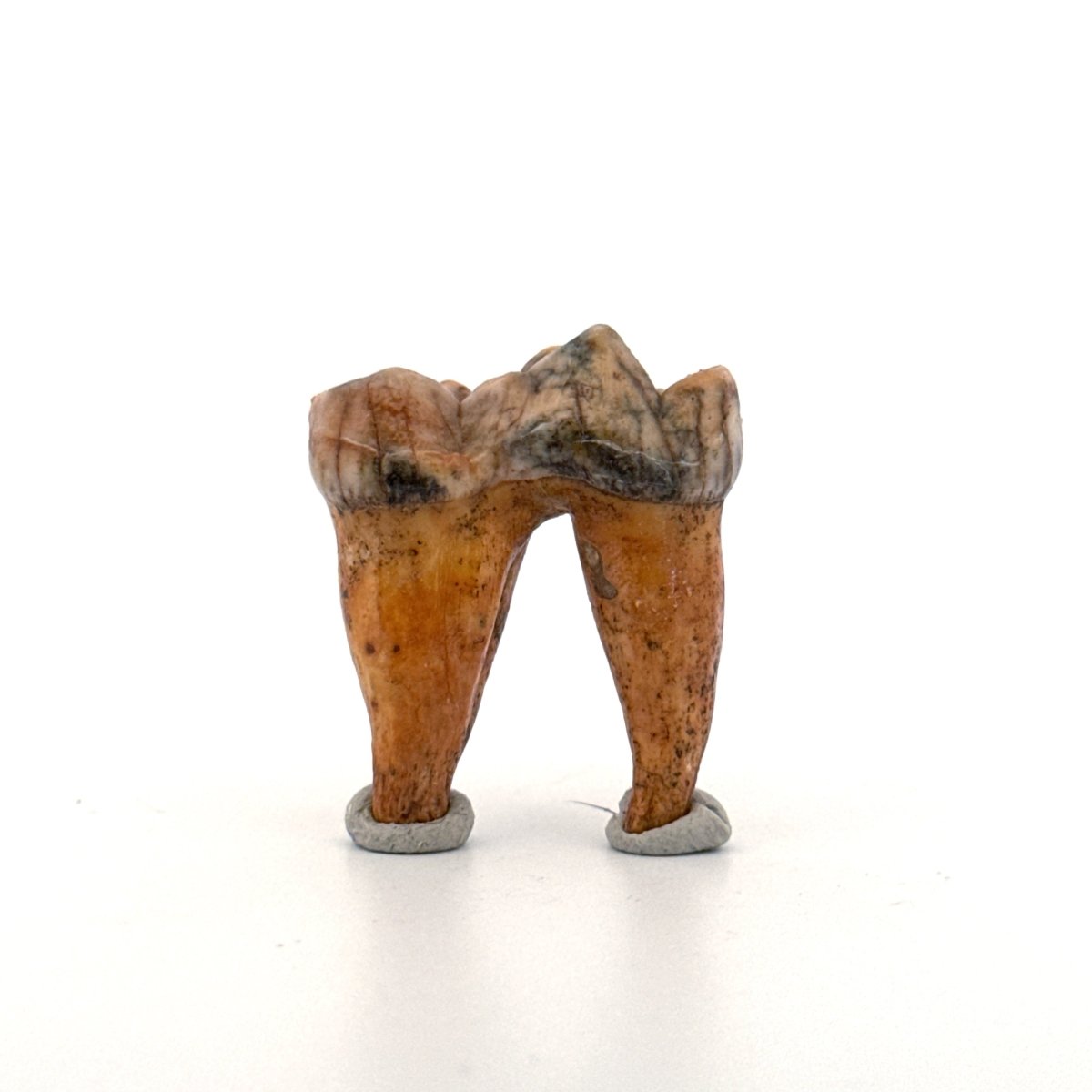 Cave Bear (Ursus spelaeus) molar from pleistocene, Rumania | 1.37" - FossilsAndMore