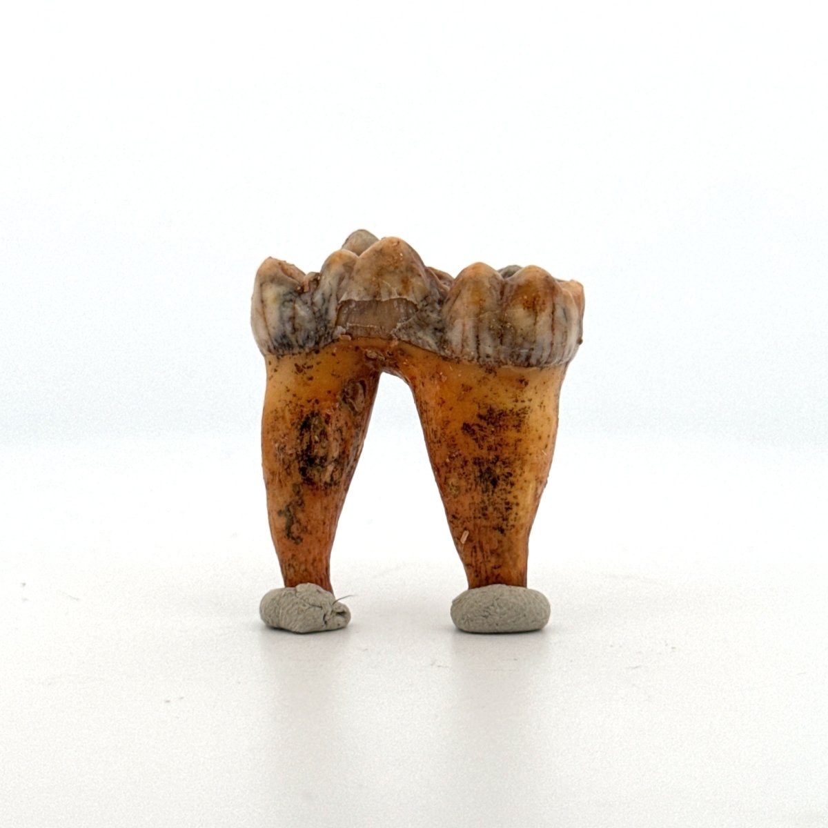 Cave Bear (Ursus spelaeus) molar from pleistocene, Rumania | 1.37" - FossilsAndMore