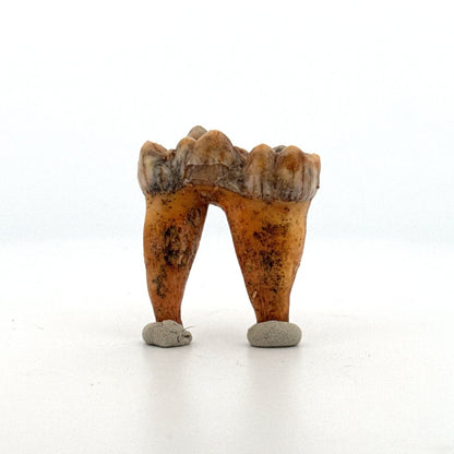 Cave Bear (Ursus spelaeus) molar from pleistocene, Rumania | 1.37" - FossilsAndMore