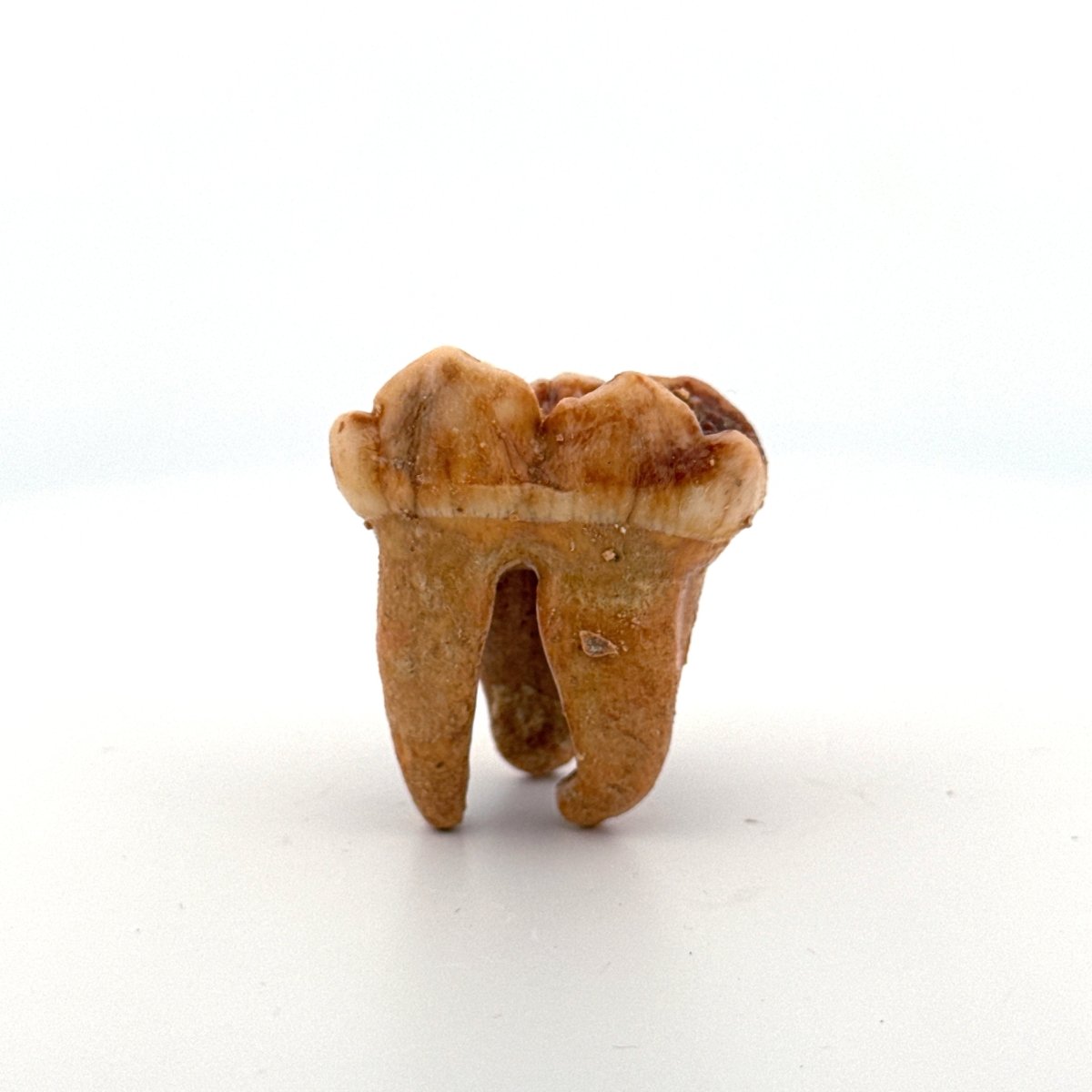 Cave Bear (Ursus spelaeus) molar from pleistocene, Rumania (1.41") - FossilsAndMore