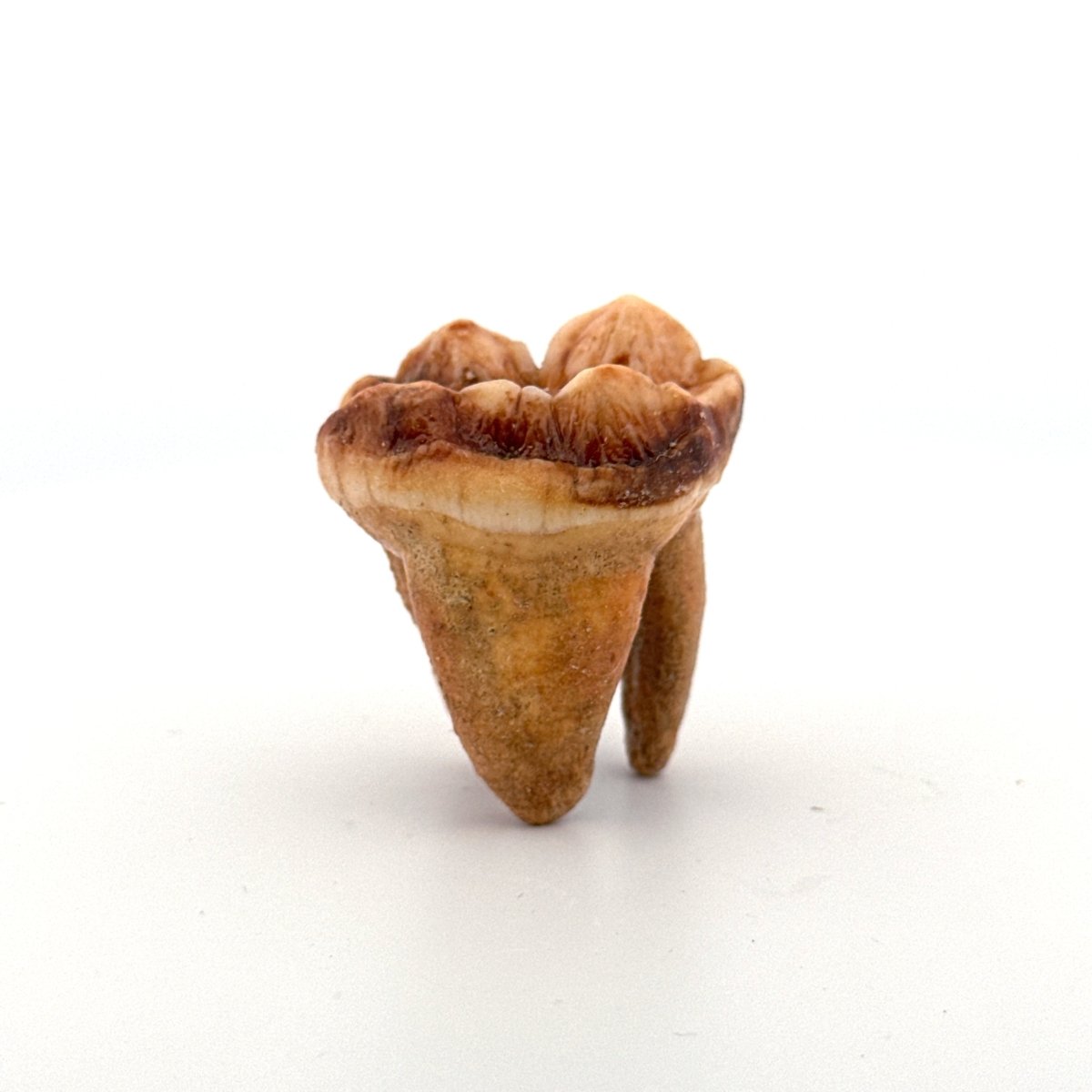 Cave Bear (Ursus spelaeus) molar from pleistocene, Rumania (1.41") - FossilsAndMore