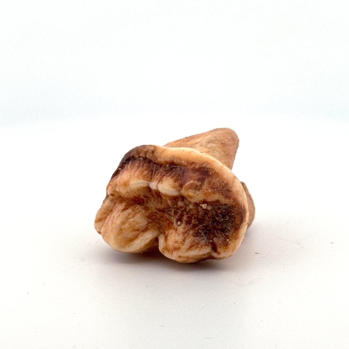Cave Bear (Ursus spelaeus) molar from pleistocene, Rumania (1.41") - FossilsAndMore