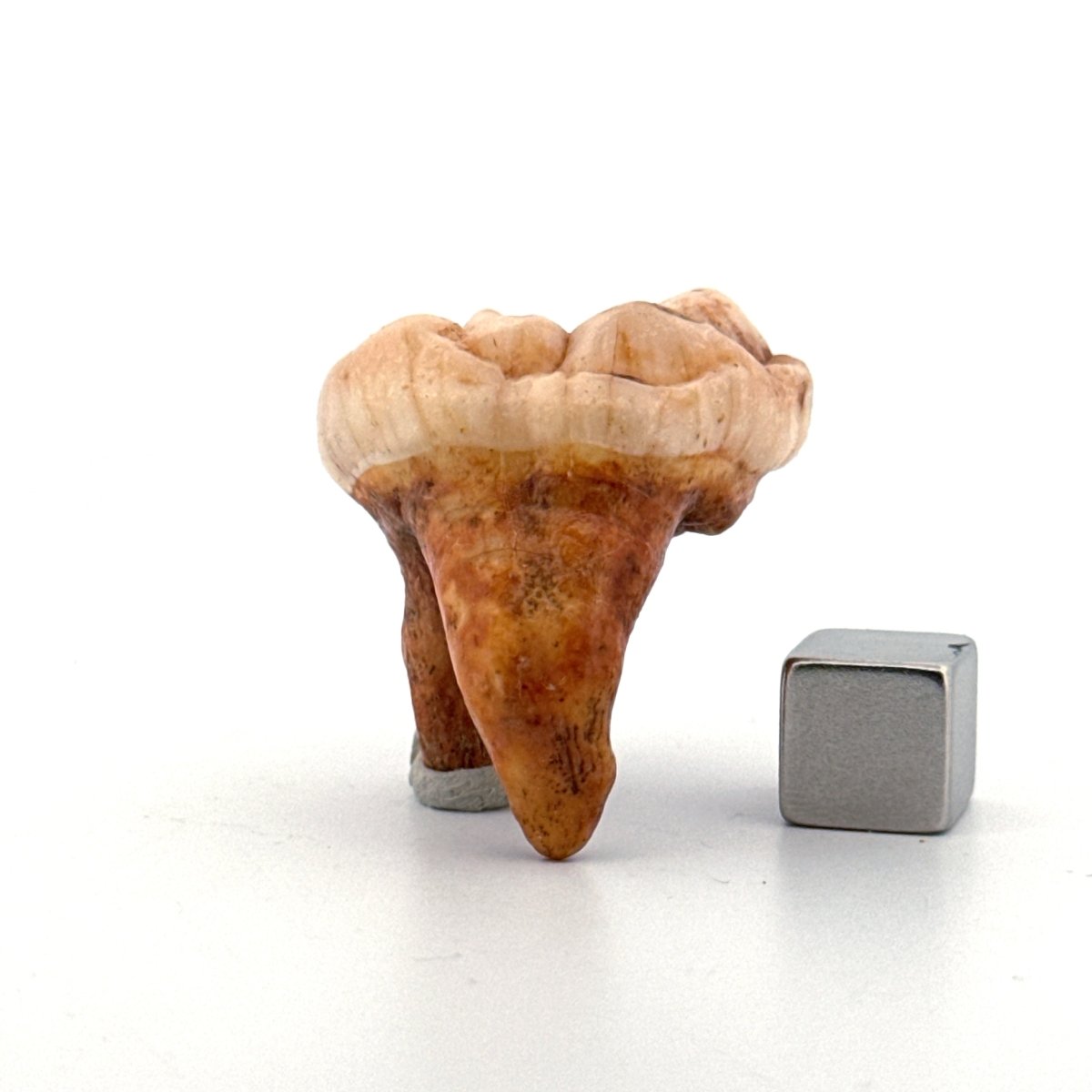 Cave Bear (Ursus spelaeus) molar from pleistocene, Rumania | 1.44" - FossilsAndMore