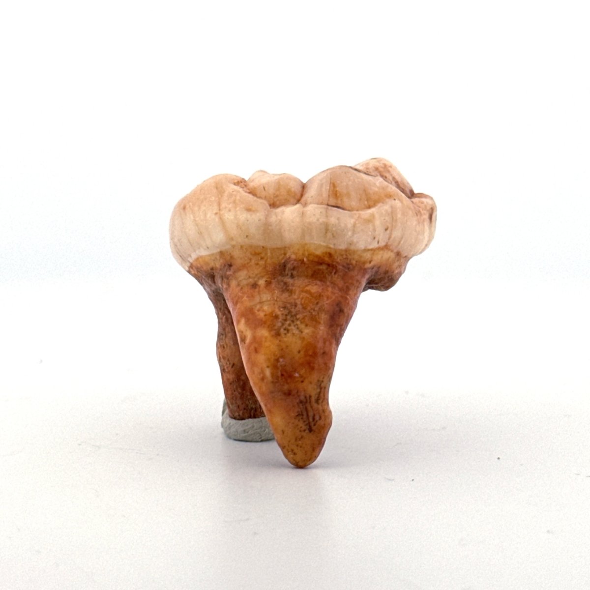 Cave Bear (Ursus spelaeus) molar from pleistocene, Rumania | 1.44" - FossilsAndMore