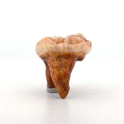 Cave Bear (Ursus spelaeus) molar from pleistocene, Rumania | 1.44" - FossilsAndMore