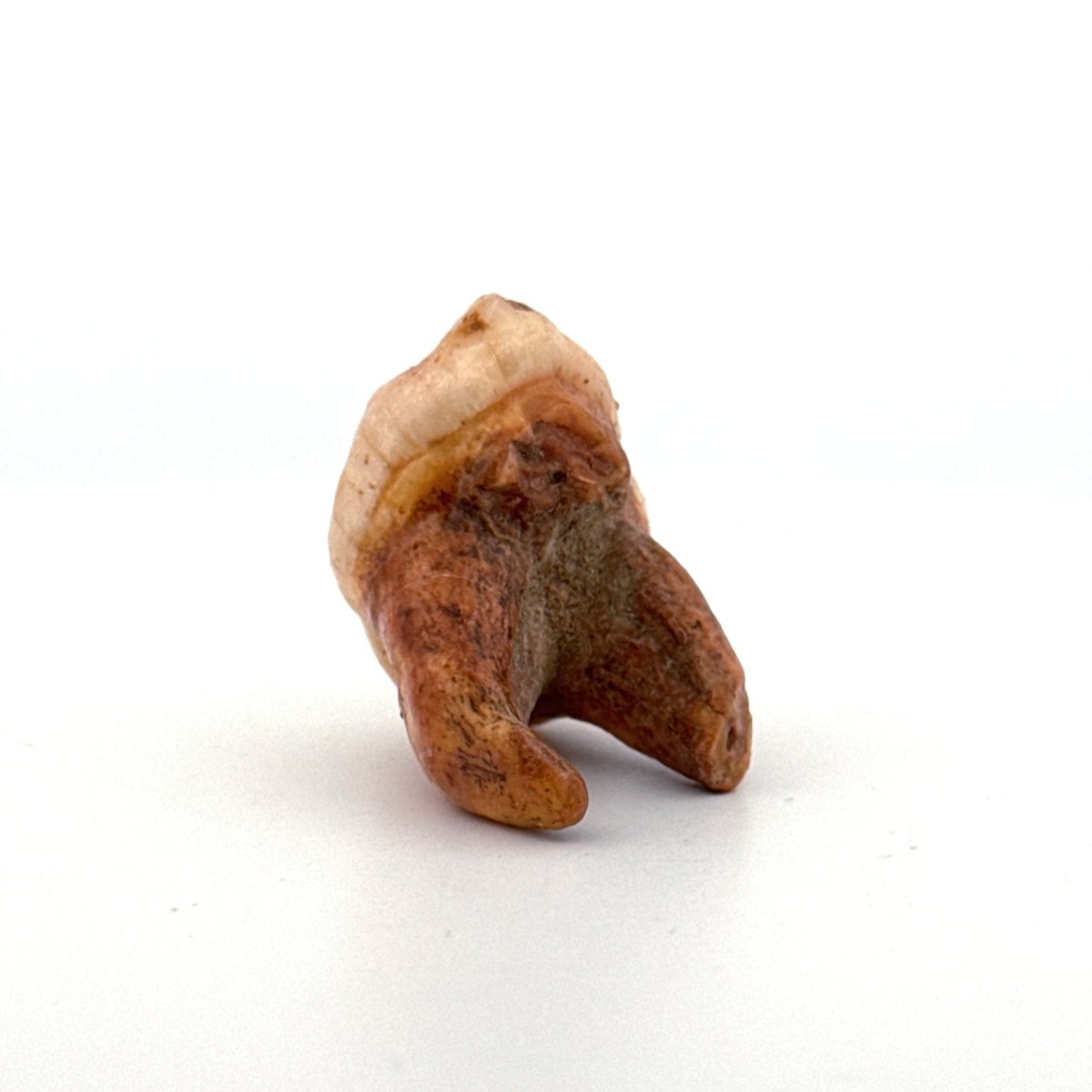 Cave Bear (Ursus spelaeus) molar from pleistocene, Rumania | 1.44" - FossilsAndMore