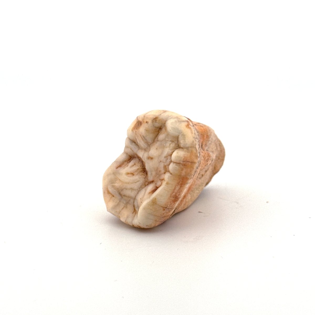 Cave Bear (Ursus spelaeus) molar from pleistocene, Rumania (1.44") - FossilsAndMore