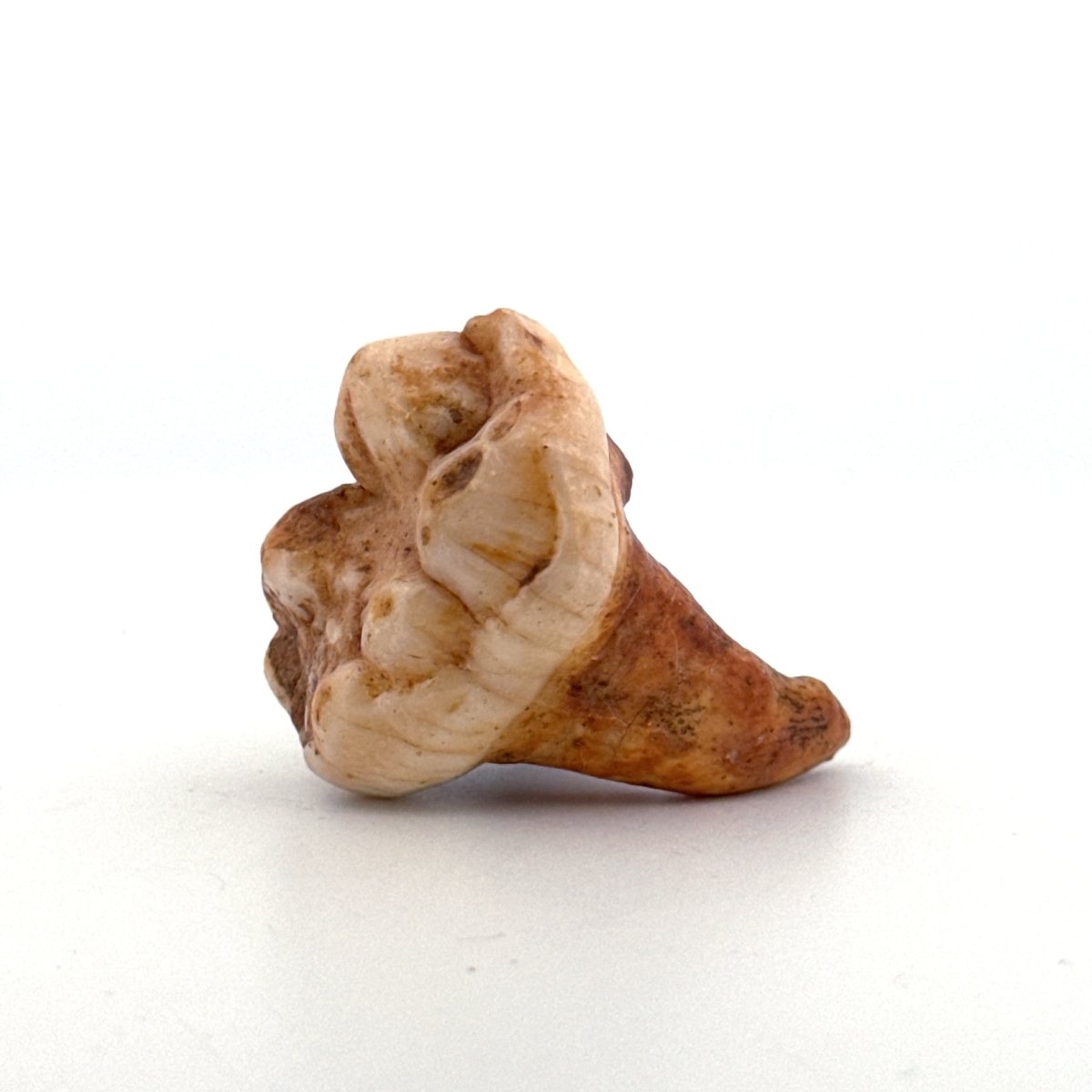 Cave Bear (Ursus spelaeus) molar from pleistocene, Rumania | 1.44" - FossilsAndMore