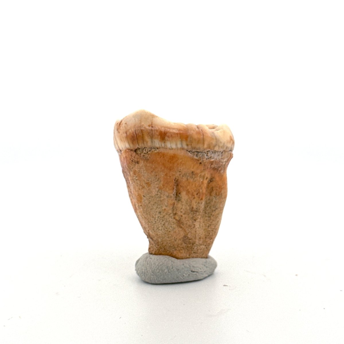 Cave Bear (Ursus spelaeus) molar from pleistocene, Rumania (1.44") - FossilsAndMore