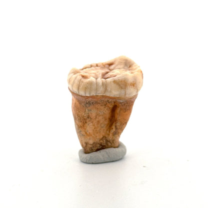 Cave Bear (Ursus spelaeus) molar from pleistocene, Rumania (1.44") - FossilsAndMore