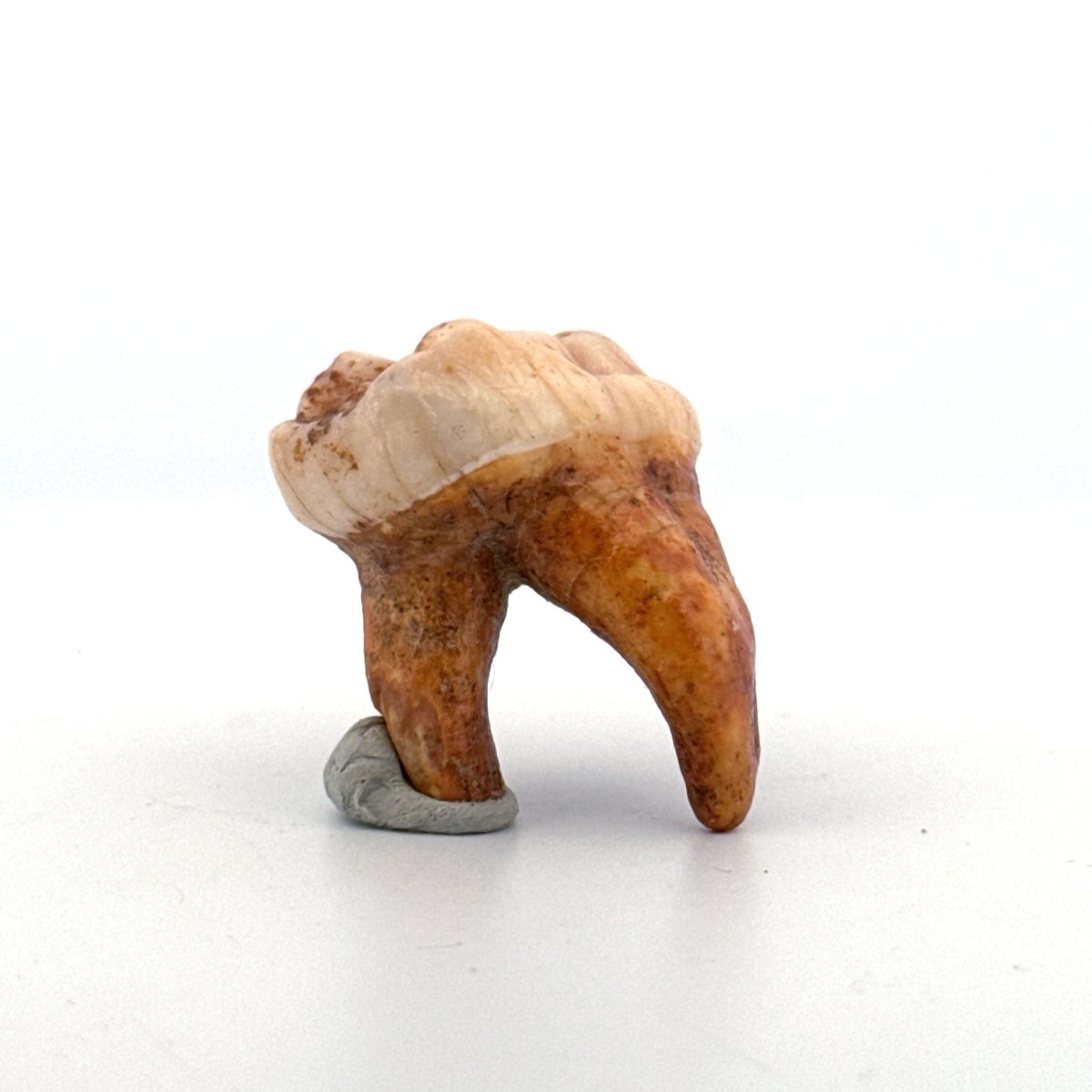 Cave Bear (Ursus spelaeus) molar from pleistocene, Rumania | 1.44" - FossilsAndMore