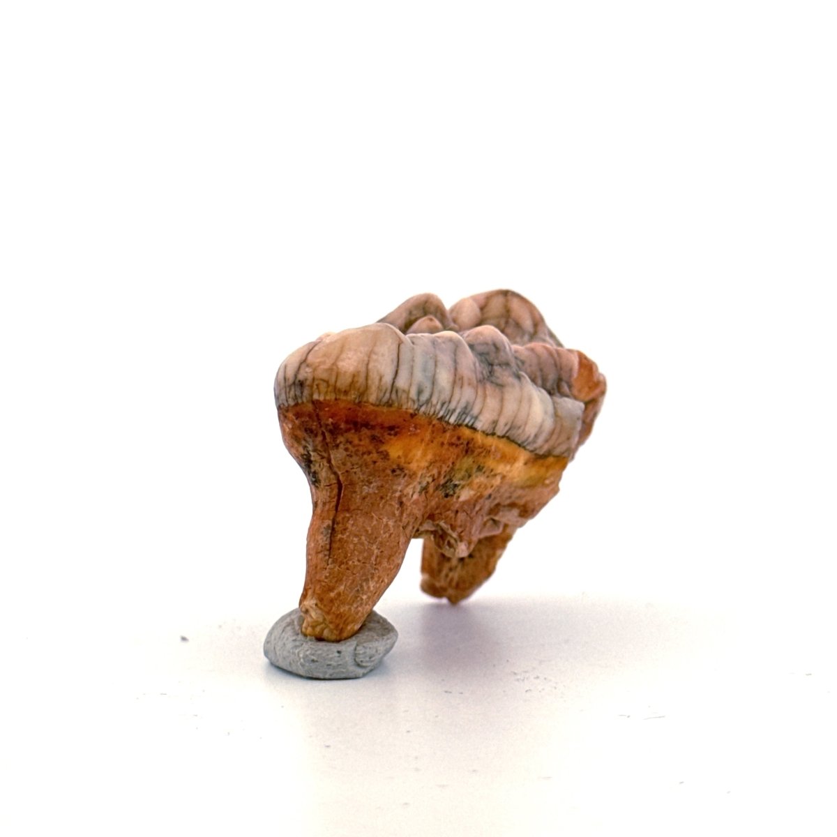 Cave Bear (Ursus spelaeus) molar from pleistocene, Rumania | 1.68" - FossilsAndMore