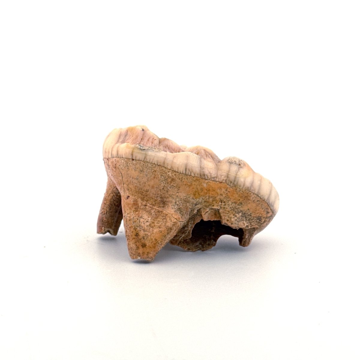 Cave Bear (Ursus spelaeus) molar from pleistocene, Rumania (1.80") - FossilsAndMore