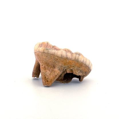 Cave Bear (Ursus spelaeus) molar from pleistocene, Rumania (1.80") - FossilsAndMore