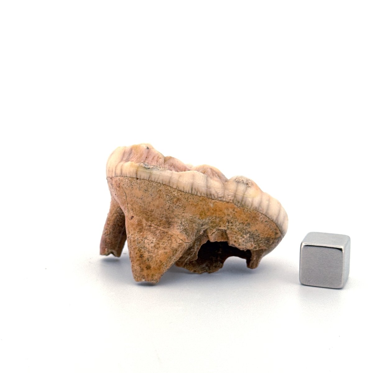 Cave Bear (Ursus spelaeus) molar from pleistocene, Rumania (1.80") - FossilsAndMore