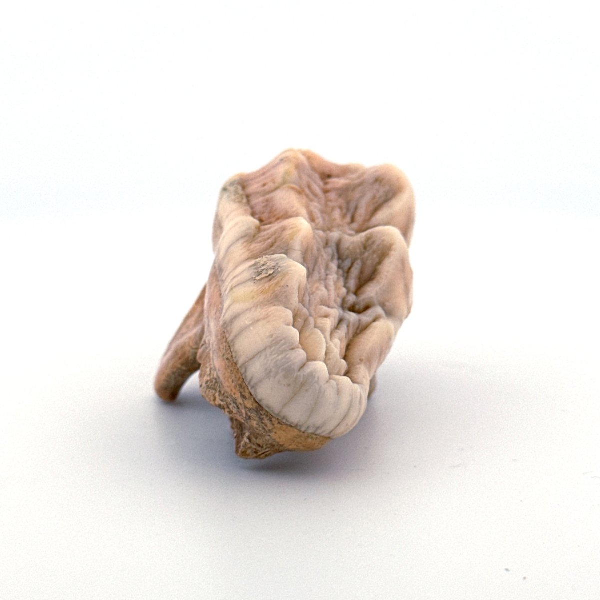 Cave Bear (Ursus spelaeus) molar from pleistocene, Rumania (1.80") - FossilsAndMore